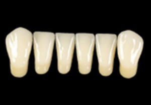 PRIMODENT Lower Anterior Teeth